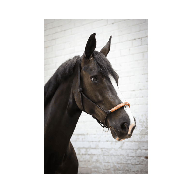 Rive Equestre - PENELOPE Licol Ethologique Américain